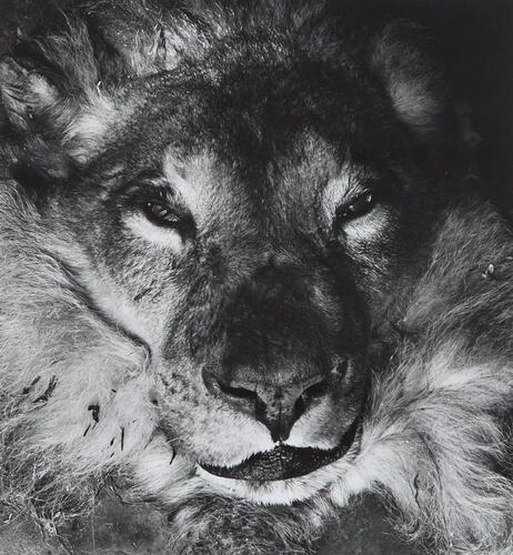 JOHN B TURNER Lion, Dominion Musuem, Wellington, 1968