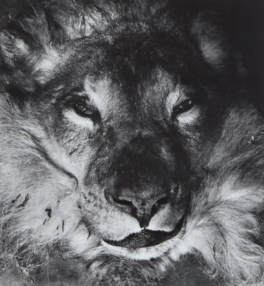 JOHN B TURNER Lion, Dominion Musuem, Wellington, 1968