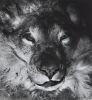 JOHN B TURNER Lion, Dominion Musuem, Wellington, 1968