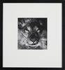 JOHN B TURNER Lion, Dominion Musuem, Wellington, 1968 - 2