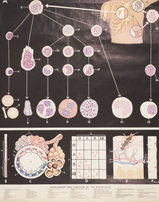 A Rudolf Schick Publishing Medical Chart