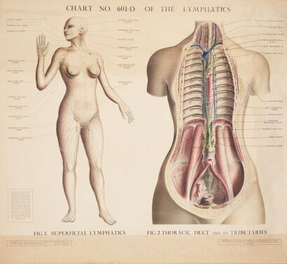 An Antique Adam Rouilly & Co Medical Chart