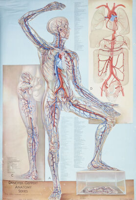 An Antique Denoyer Geppert Co Medical Chart