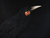 FIONA PARDINGTON Andrew's Huia - 2