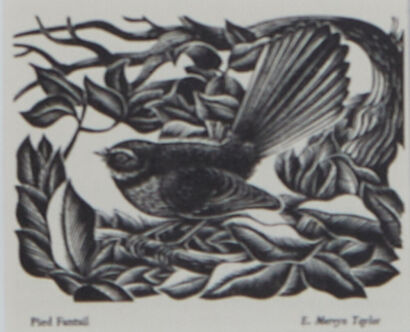 E MERVYN TAYLOR Pied Fantail