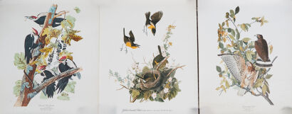 Three John James Audebon Illustrative Prints