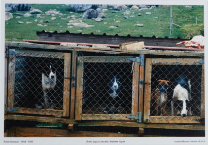 ROBIN MORRISON Sheep Dogs in Kennels, Waiheke Island