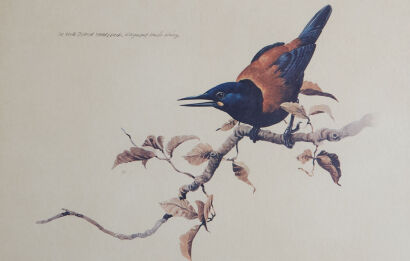 RAYMOND HARRIS-CHING The North Island Saddleback
