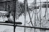 PETER PERYER Zoo Music - 2