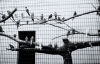 PETER PERYER Zoo Music - 3