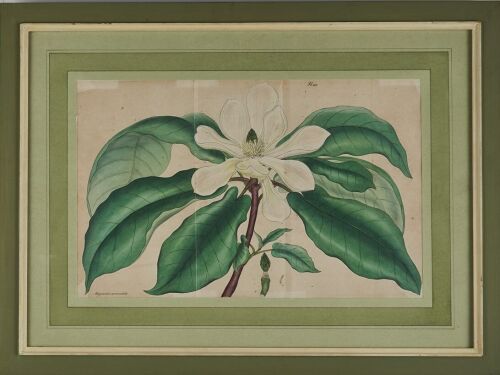 A Hand-Coloured Magnolia Plate