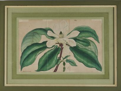 A Hand-Coloured Magnolia Plate