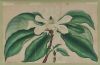 A Hand-Coloured Magnolia Plate - 2