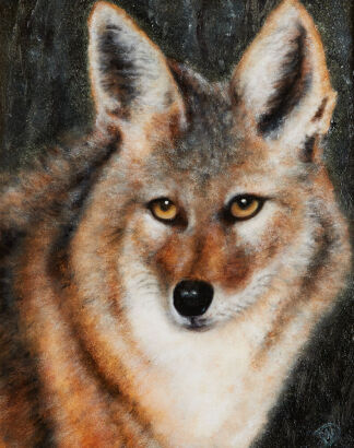 DAVID MCARTHUR Coyote