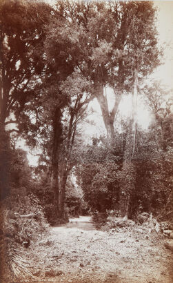 GEORGE VALENTINE In the Tiki Tapu Bush