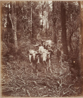 PHOTOGRAPHER UNKNOWN Bullock team/Coach Road, 40 Mile Bush