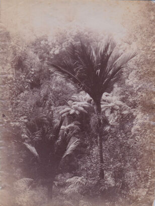 JOSIAH MARTIN Nikau and Tree Ferns