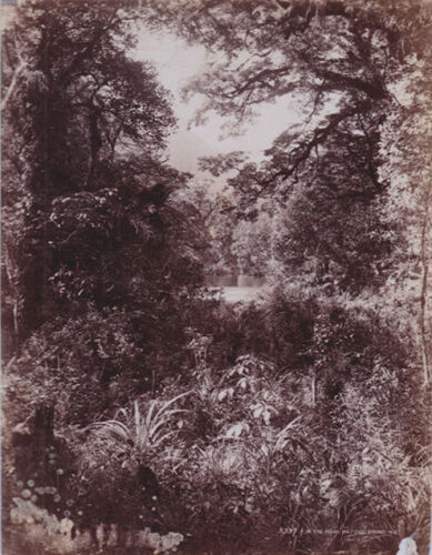 PHOTOGRAPHER UNKNOWN In the Bush, Milford Sound NZ