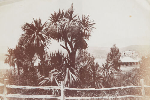 DANIEL LOUIS MUNDY Study of Cabbage Palm trees, Mr Polk&rsquo;s, Ohinitake Bay, Lyttelton