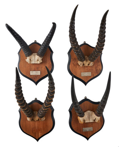 A Group of Four Mounted African Animal Horns