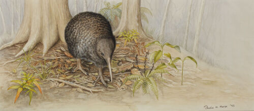 PAULINE MORSE Great Spotted Kiwi (B)