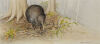 PAULINE MORSE Great Spotted Kiwi (B)