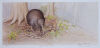 PAULINE MORSE Great Spotted Kiwi (A)