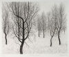GARY TRICKER Silver Birches