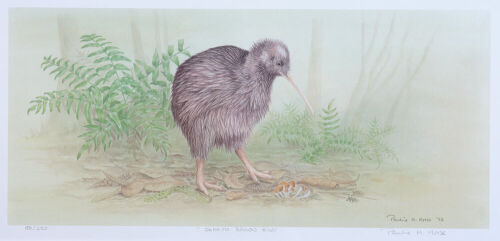 PAULINE MORSE Okarito Brown Kiwi (A)