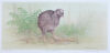 PAULINE MORSE Okarito Brown Kiwi (A)