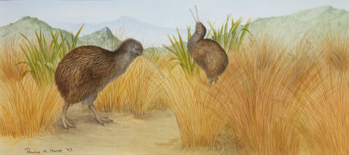 PAULINE MORSE Stewart Island Brown Kiwi (B)