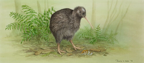 PAULINE MORSE Okarito Brown Kiwi (B)