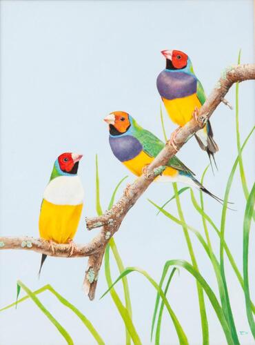 TONY CLARKE Birds