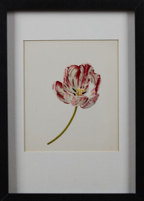 Rory Mcewan Tulip #7 Lithograph