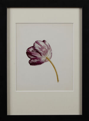 Rory Mcewan Tulip #4 Lithograph