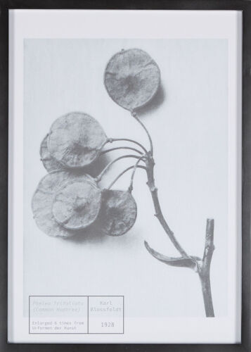 KARL BLOSSFELDT Common Hoptree