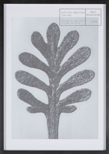 KARL BLOSSFELDT Yarrow