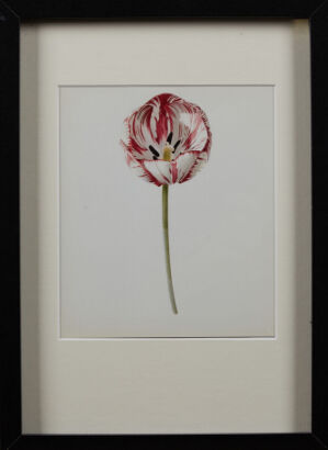 Rory Mcewan Tulip #1 Lithograph