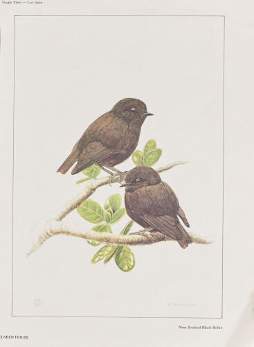 RUSSELL JACKSON New Zealand Black Robin