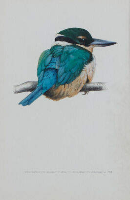 RUSSELL M JACKSON New Zealand Kingfisher