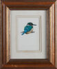 RUSSELL M JACKSON New Zealand Kingfisher - 2