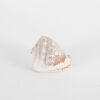 A Cameo Shell - 2