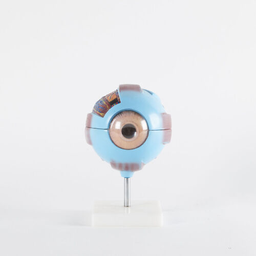 A Vintage Anatomical Model Of A Human Eye