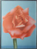 An Airbrushed Rose Print In Aluminium Frame