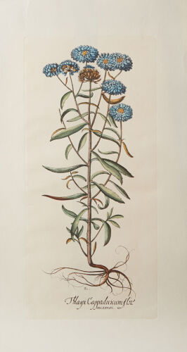 A Set of Four Botanical Prints