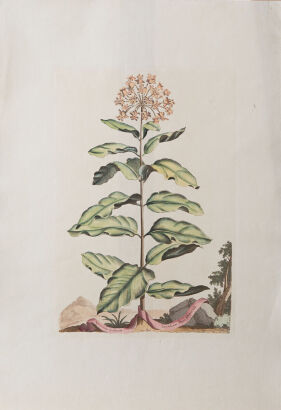 A Set of Three Botanical Prints