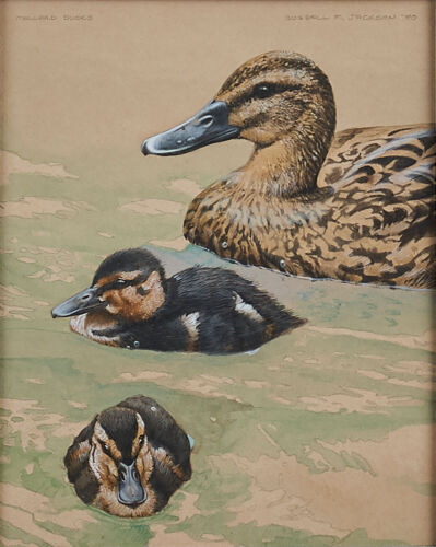 RUSSELL JACKSON Mallard Ducks
