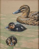 RUSSELL JACKSON Mallard Ducks