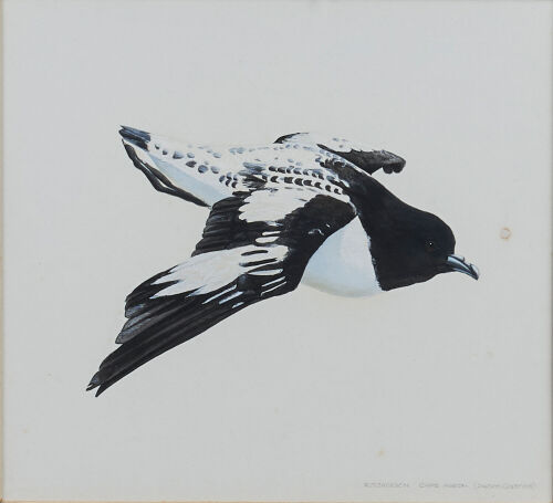 RUSSELL JACKSON Cape Pigeon