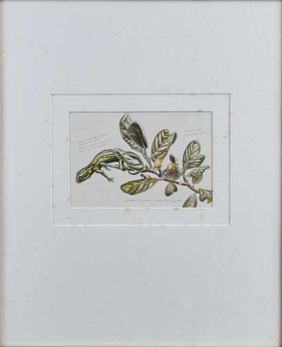 RUSSELL JACKSON Young Green Tree Gecko